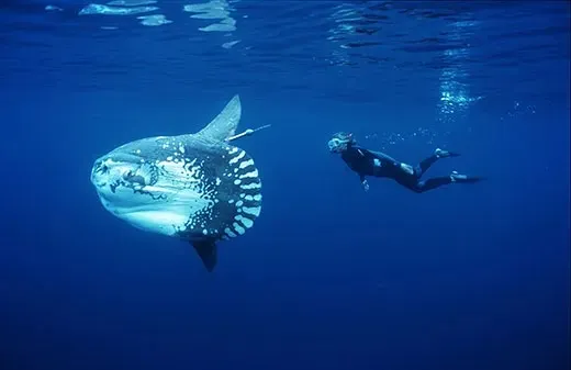 Terapi Menghibur Ikan Mola-mola: Inovasi Jepang untuk Mengatasi Kesepian di Lautan