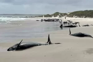 Puluhan Paus Pembunuh Menyapa Pantai Tasmania, Warga Dihimbau Waspada