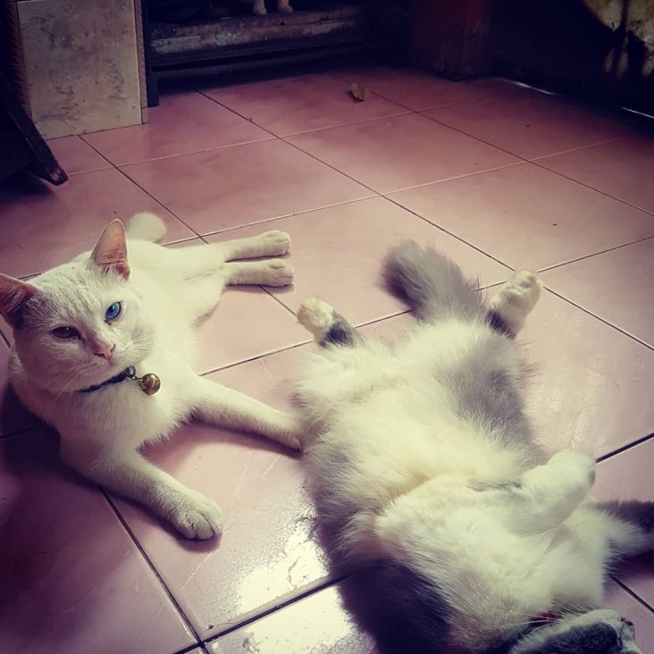Skotlandia Mengusulkan Kucing sebagai Spesies yang Wajib Dilindungi