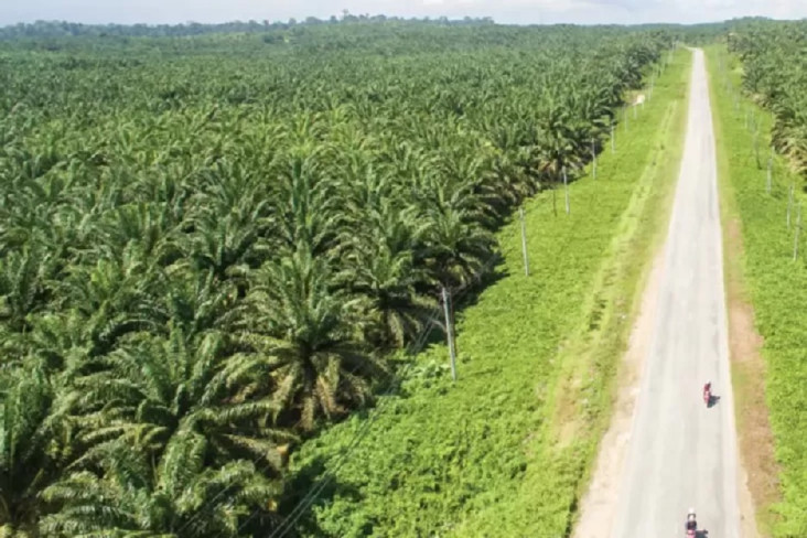 Satu Peta Hutan, Solusi Atasi Lahan Sawit yang Tidak Terkendali