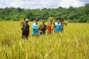 Padi Kelompok Harapan Bersama Sukses Panen hingga 38,5 Ton Berkat Pendampingan yang Telah Diberikan