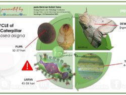 Mengungkap Siklus Hidup Ulat Menuju Kupu-kupu dan Ngengat