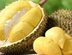 Durian RI Mendarat di Tiongkok: Awal Baru Persaingan Juara Durian Dunia