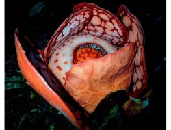 Penemuan Rafflesia Hasseltii yang Langka, Babi Hutan dan Semut Jadi Pelindung di Hutan