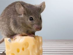 Ahli Hama Bocorkan 9 Cara Alami Mengusir Tikus di Dapur