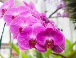 Anggrek, Keindahan Tropis yang Membuat Jatuh Hati