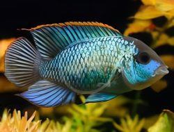 Acara Hari Ini di Yogyakarta, Ngayogjazz 2025 “Jazz Dipanggil Mbokmu”