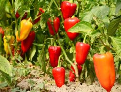 6 Penyebab Daun Cabai Keriting Rusak