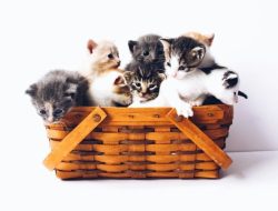 Kucing jantan atau betina, yang lebih cocok di rumah?