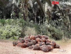 Fakta atau Mitos: Kelapa Sawit Bukan Pohon Hutan?