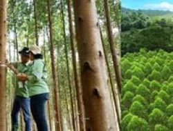 Di Tengah Isu Penutupan, Data BEI Bongkar Kepemilikan Toba Pulp Lestari: Direksi Tak Miliki Saham Sama Sekali