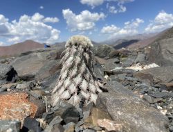 5 Fakta Menarik Bunga Medusa di Puncak Himalaya