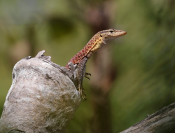 5 Fakta Menarik Biawak Kepala Hitam, Berjalan 1 Kilometer Sehari