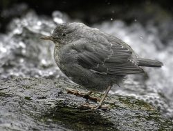 Mengungkap Rahasia Burung Ciduk yang Terbang dan Berjalan di Air