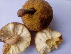 Dari Sukun ke Hanjeli: Cerita Pangan Lokal yang Terlupakan