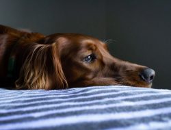 Ini 5 Penyebab Anjing Mudah Stres