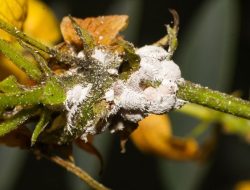 7 Hama Pengganggu Tanaman yang Mematikan