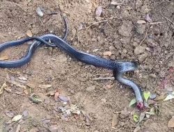 Ular Hitam Menyerbu Ponpes di Polman: Damkar Siaga 24 Jam, Musim Hujan Pancing Satwa Liar ke Permukiman