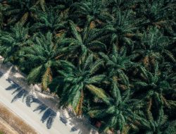 Perbedaan Prabowo dan Megawati soal Sawit dan Deforestasi: Arogan atau Energi?