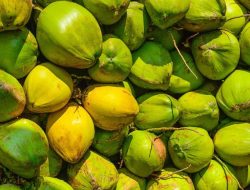 Hilirisasi Kelapa: Berebut Bahan, Cari Nilai Tambah