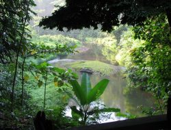 Mandiri Hutan: Terapi Alami untuk Kesehatan Mental dan Fisik