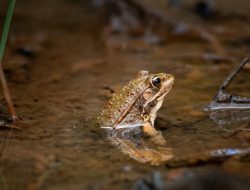 Mengenal Chytridiomycosis dan Pengaruhnya pada Amfibi
