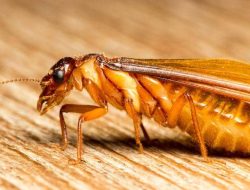 5 Fakta Menarik tentang Lalat yang Terpukau Cahaya Lampu dan Siklus Hidupnya