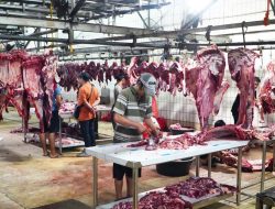 Pemerintah Jamin Stabilnya Harga Daging Sapi Selama Ramadan hingga Idulfitri