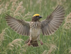 Mengenal Berbagai Jenis Burung di Gunung Malabar