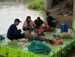 Kulit Ikan Sapu-Sapu Jadi Pupuk, Solusi Aman untuk Sungai Tercemar