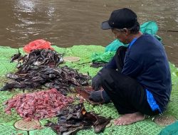 Di Balik Ikan Sapu-Sapu Ciliwung: Dari Kolong Jembatan ke Pasar Makanan