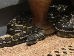 Detik-detik Ular Piton 2,5 Meter Mengelilingi Wanita Australia Saat Tidur