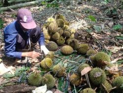 Saat musim durian tiba, Lina jual 50 kilo buah Bengkalis per hari untuk dapatkan cuan