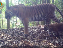 Dugaan Harimau Sumatera Terlibat Dalam Dua Kali Pertemuan dengan Manusia di Siak