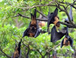 Virus Nipah Ancam Wabah, Cegah Sekarang!