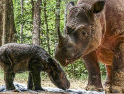 Badak dan Warisan yang Berisiko