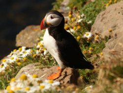 Bekat, 7 Hewan Hebat Terbang dan Berenang