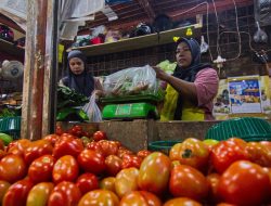 Harga Tomat di Pasar Raya Padang Melonjak 100%, Ini Penyebabnya