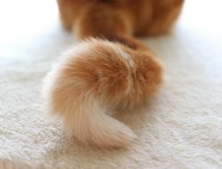 Mengapa Kita Tidak Punya Ekor?