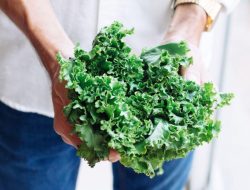 7 cara menyimpan kale agar tetap segar dan bernutrisi