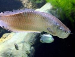 Bisakah Ikan Arwana Dikonsumsi?