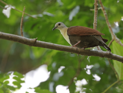 5 Fakta Menarik Burung Merpati Wetar, Spesies Langka Indonesia