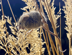 5 Fakta Menakjubkan Tikus Laboratorium sebagai Model Organisme