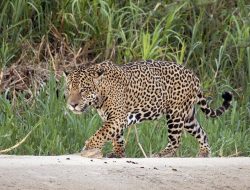 5 Fakta Menarik tentang Gigitan Jaguar yang Kuat di Kelas Kucing Besar