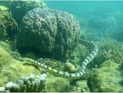 7 Ular Laut Paling Mematikan, Jangan Sentuh!