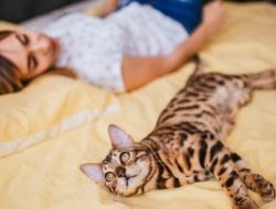 Sering Tidur Bersama Kucing? Ini 5 Manfaat Medis yang Tak Terduga!