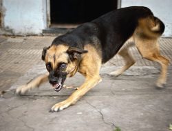 11 makna mimpi anjing menggigit orang, tanda lingkungan penuh perselisihan