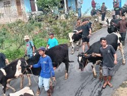 Bakda Sapi di Sruni, Simbol Syukur dan Kebersamaan
