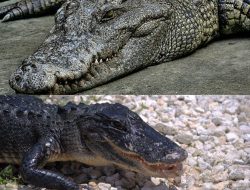 5 Perbedaan Buaya dan Alligator yang Mirip Tapi Berbeda, Tahu?