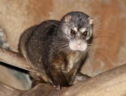 7 Fakta Menarik Musang Air, Hantu Rawa yang Hampir Punah